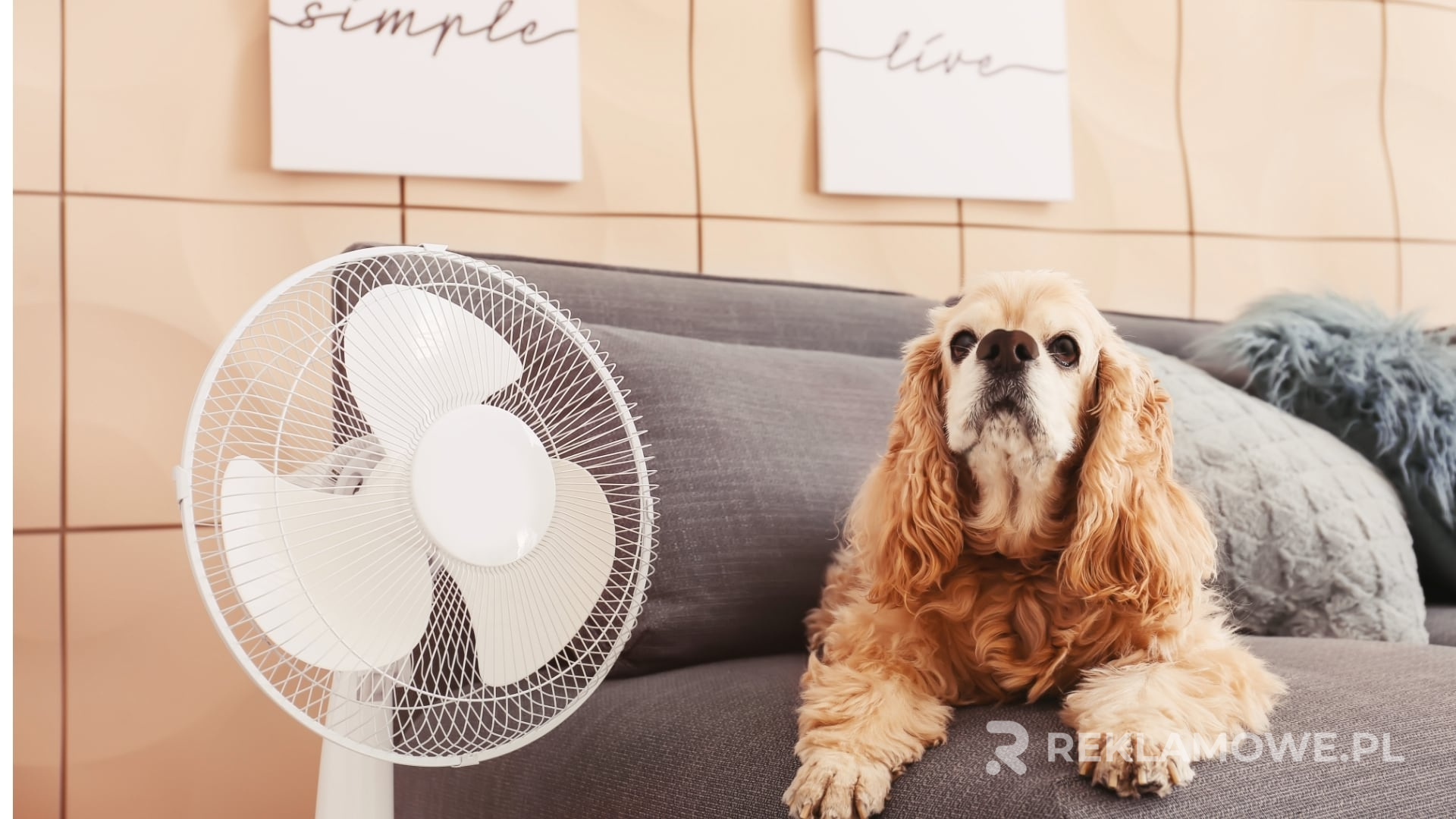 Wentylatory zapewniające chłód w lokalu